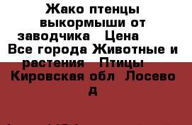 Жако птенцы выкормыши от заводчика › Цена ­ 1 - Все города Животные и растения » Птицы   . Кировская обл.,Лосево д.